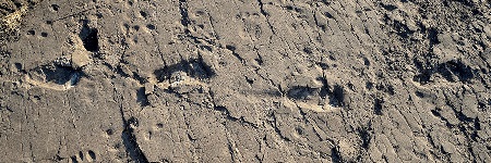 Застывшие следы австралопитека - первого обезьяночеловека