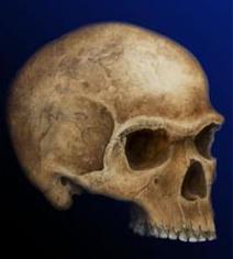Палеонегроидный череп