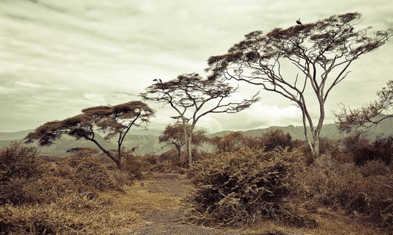 Эфиопская природа
