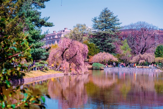 Бруклинский ботанический сад - один из красивейших садов в мире