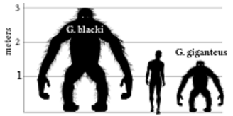 Размер гигантопитека в сравнении с ростом человека и гориллы