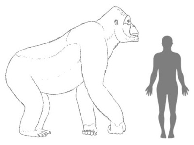 Стоящие гигантопитек (горизонтально) и человек (вертикально)