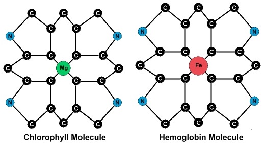 Химическая структура хлорофилла и гемоглобина