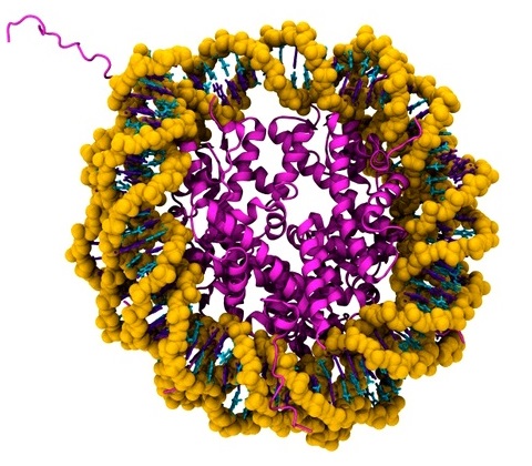 Нуклеосома - моток ДНК вокруг гистонов