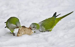 Попугаи зимой на снегу