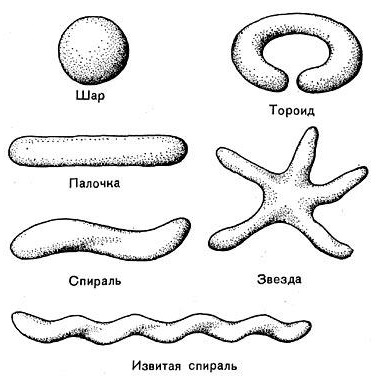 Основные формы бактериальных клеток