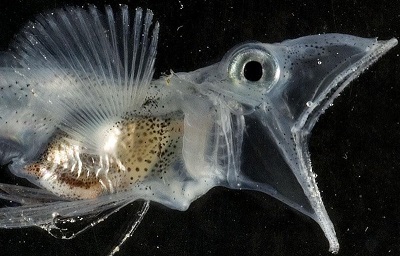 Полярная рыба-ацератус с антифризом