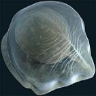 Медуза - личинка кишечнополостных