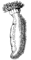 Иглокожее животное морской огурец (Cucumaria sp.)