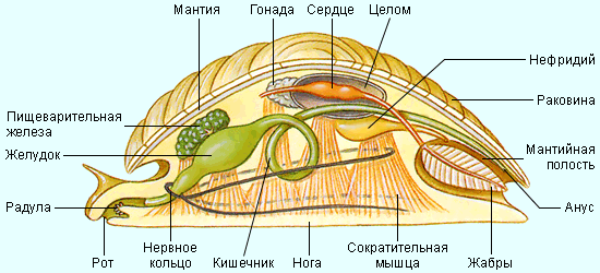 Схема строения моллюсков