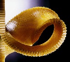 Уникальные пчелиные соты