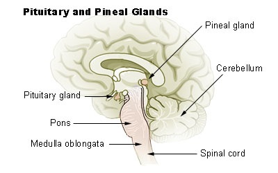 Органоиды и железы мозга