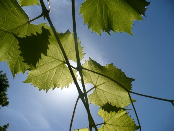Виноградная лоза - преобразователь солнечной энергии в хорошее настроение