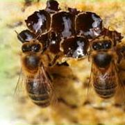 Общение пчёл на сотах
